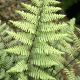 Athyrium Ghost