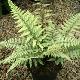 Athyrium Ghost