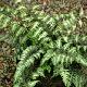 Athyrium Ursula's Red