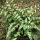 Athyrium Ursula's Red