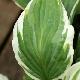 Hosta Zager White Edge