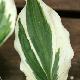 Hosta Zager White Edge