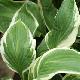 Hosta Zager White Edge