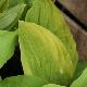 Hosta August Moon