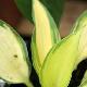 Hosta June �