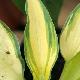 Hosta June �
