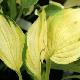 Hosta Gold Standard