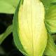 Hosta Gold Standard