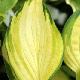 Hosta Gold Standard
