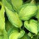 Hosta Albopicta