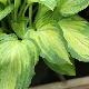 Hosta Albopicta