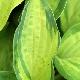 Hosta Albopicta