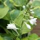 Hosta Frances Williams