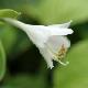 Hosta Frances Williams
