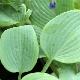 Hosta Fragrant Blue