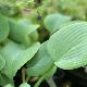 Hosta Fragrant Blue