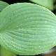 Hosta Fragrant Blue