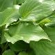 Hosta Invincible