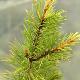 Pin sylvestre dor�