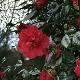 Cam�lia du Japon Adolphe Audusson