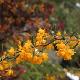 Berberis stenophylla