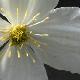 Cl�matite � petites fleurs grandiflora
