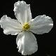 Cl�matite � petites fleurs grandiflora
