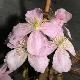Cl�matite � petites fleurs Tetrarose