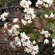 Deutzia Nikko