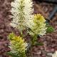 Fothergilla Mount Airy