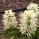 Fothergilla Mount Airy