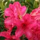 Rhododendron hybride Black Pearl