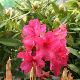 Rhododendron hybride Black Pearl