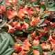Rhododendron hybride Fabia