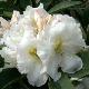 Rhododendron hybride White Gold