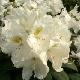 Rhododendron yakushimanum Porzellan