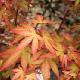 Acer palmatum Redwine