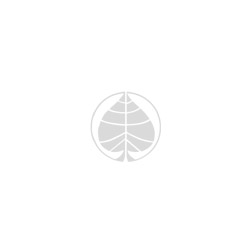 Cerisier � fleur Mikinori